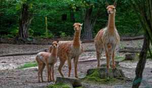 Taronga Zoo in Sydney